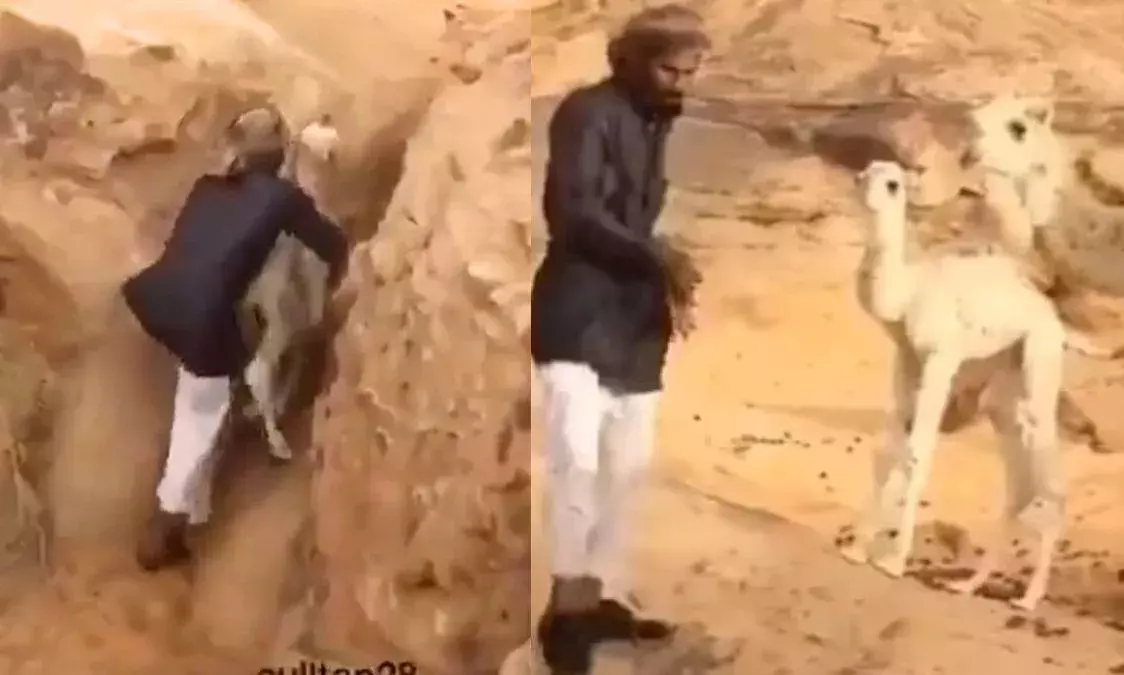 ఒంటెపిల్లని కాపాడి... తల్లికి అప్పగించి..