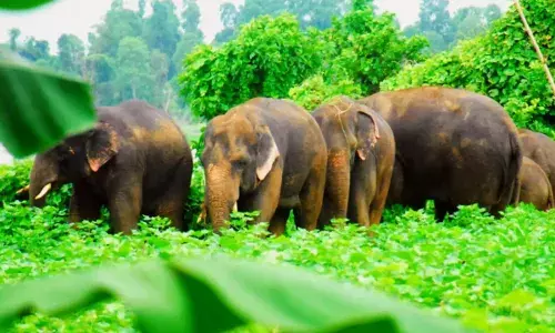 AP : మన్యం జిల్లాలో ఏనుగుల హల్‌చల్