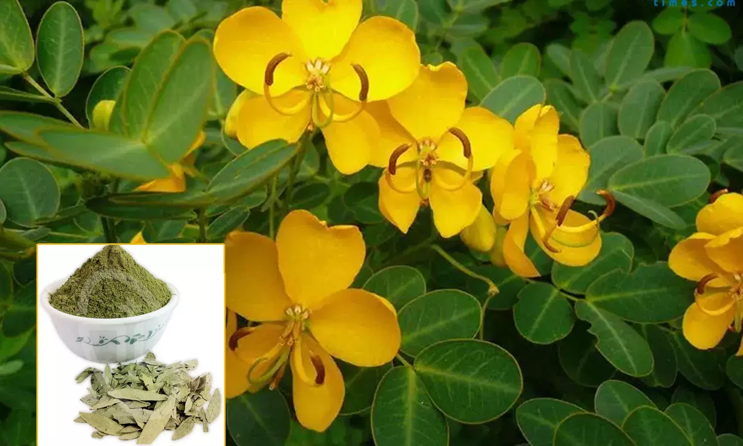 చిన్నారుల్లో మలబద్దకం.. సునాముఖి ఆకుతో చెక్.. చిన్నారుల్లో మలబద్దకం.. సునాముఖి ఆకుతో చెక్..