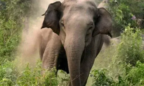 గజరాజుల భీభత్సం