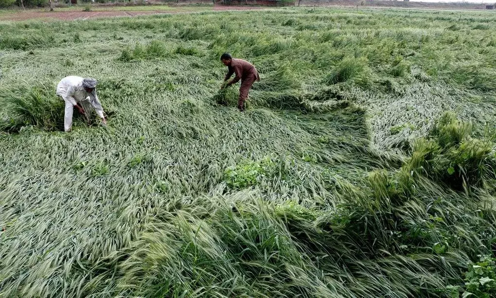 అకాల వర్షం..అన్నదాత ఆగమాగం అకాల వర్షం..అన్నదాత ఆగమాగం