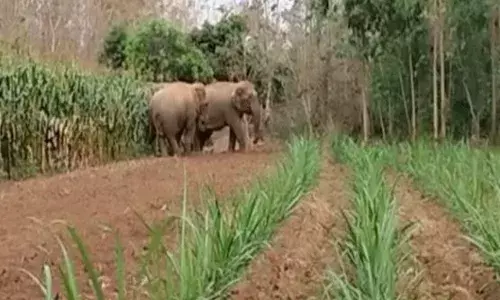 శ్రీకాకుళం జిల్లాలో ఏనుగుల హల్ చల్