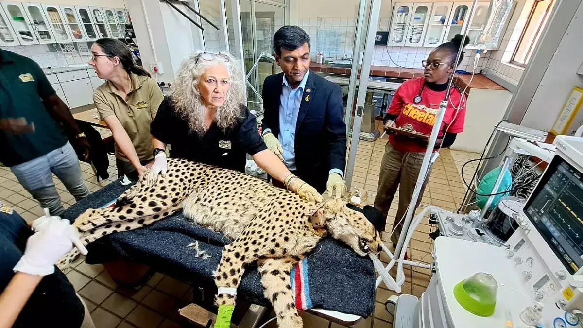 Operation Cheetah: చీతా మృతిపై దక్షిణాఫ్రికా ఆరా..? Operation Cheetah: చీతా మృతిపై దక్షిణాఫ్రికా ఆరా..?