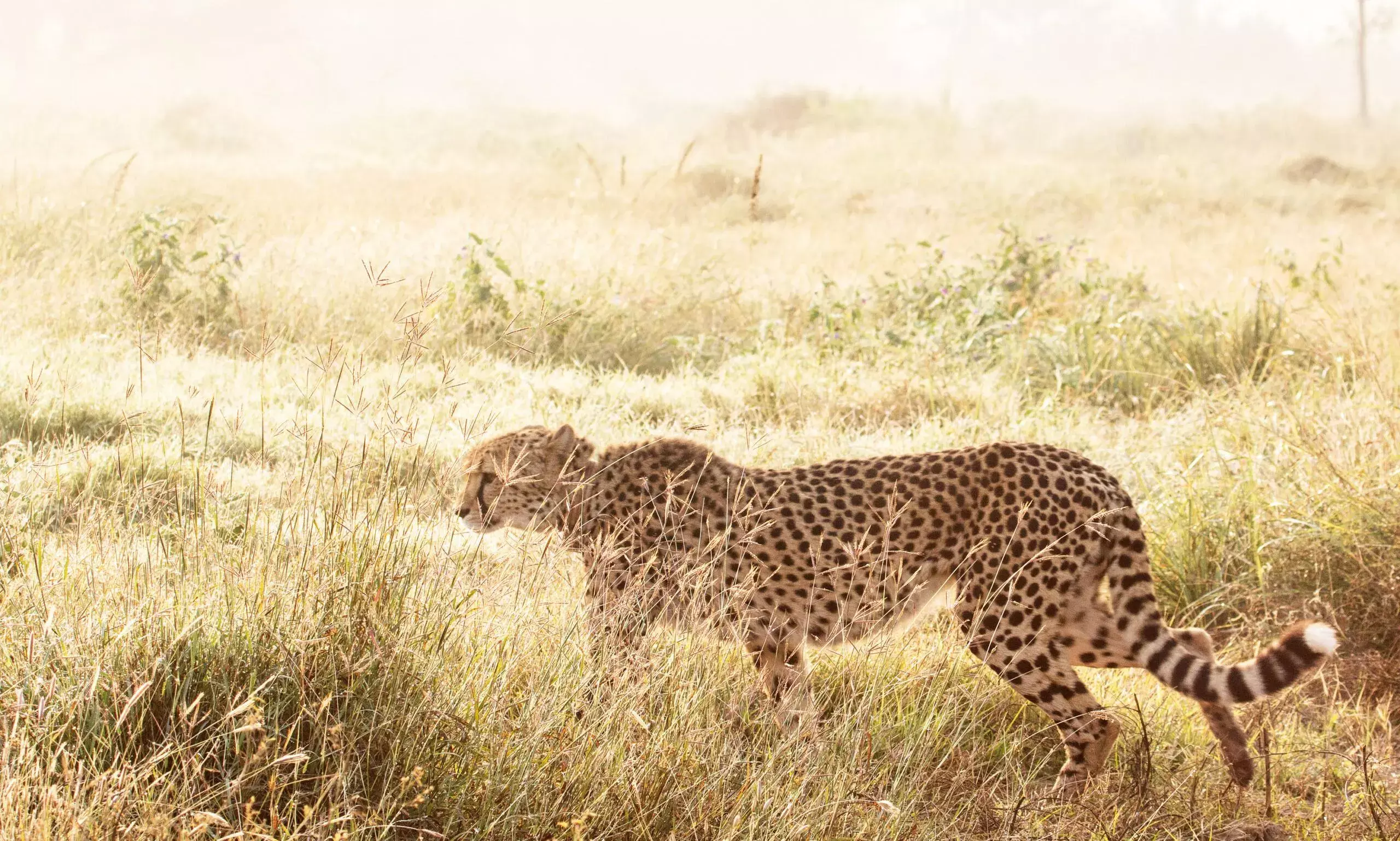 చీతాల మృతిపై అటవీ శాఖ వివరణ