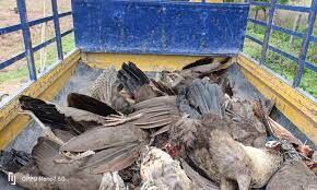 సిద్దిపేట జిల్లా చేర్యాలలో 20కి పైగా నెమళ్లు మృతి