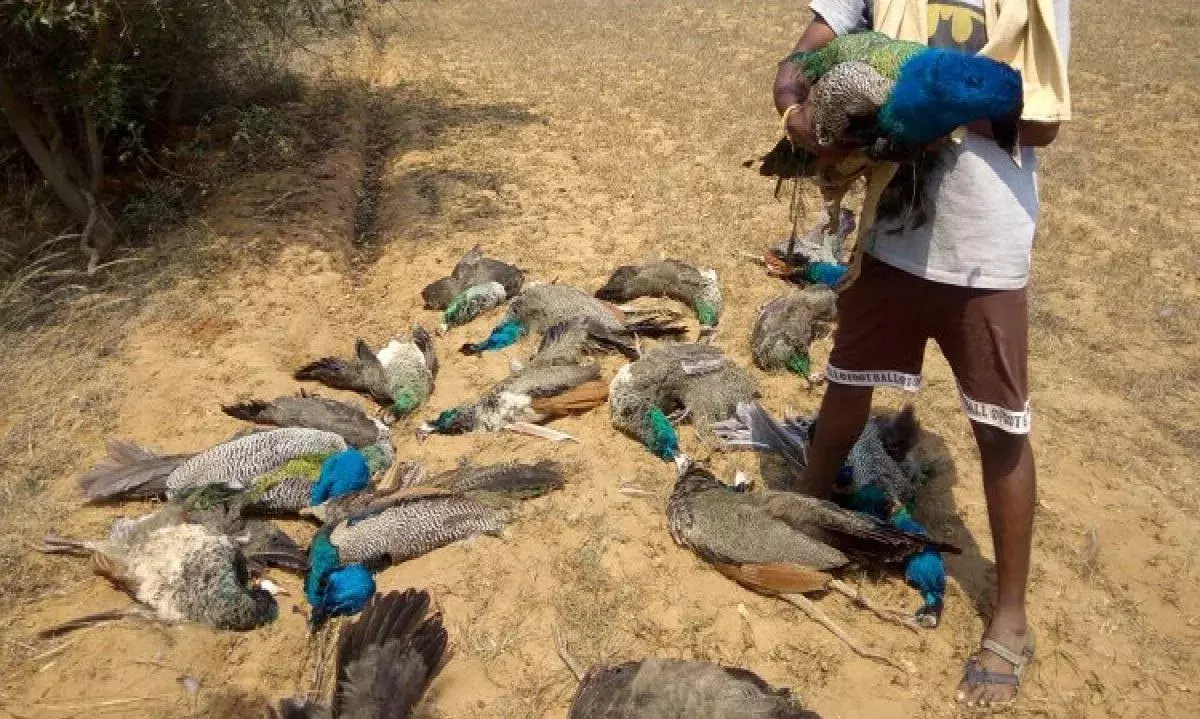 నెమళ్ల మృత్యువాత