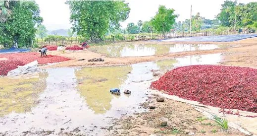 AP : మిర్చి రైతులను నిండా ముంచిన అకాల వర్షాలు AP : మిర్చి రైతులను నిండా ముంచిన అకాల వర్షాలు