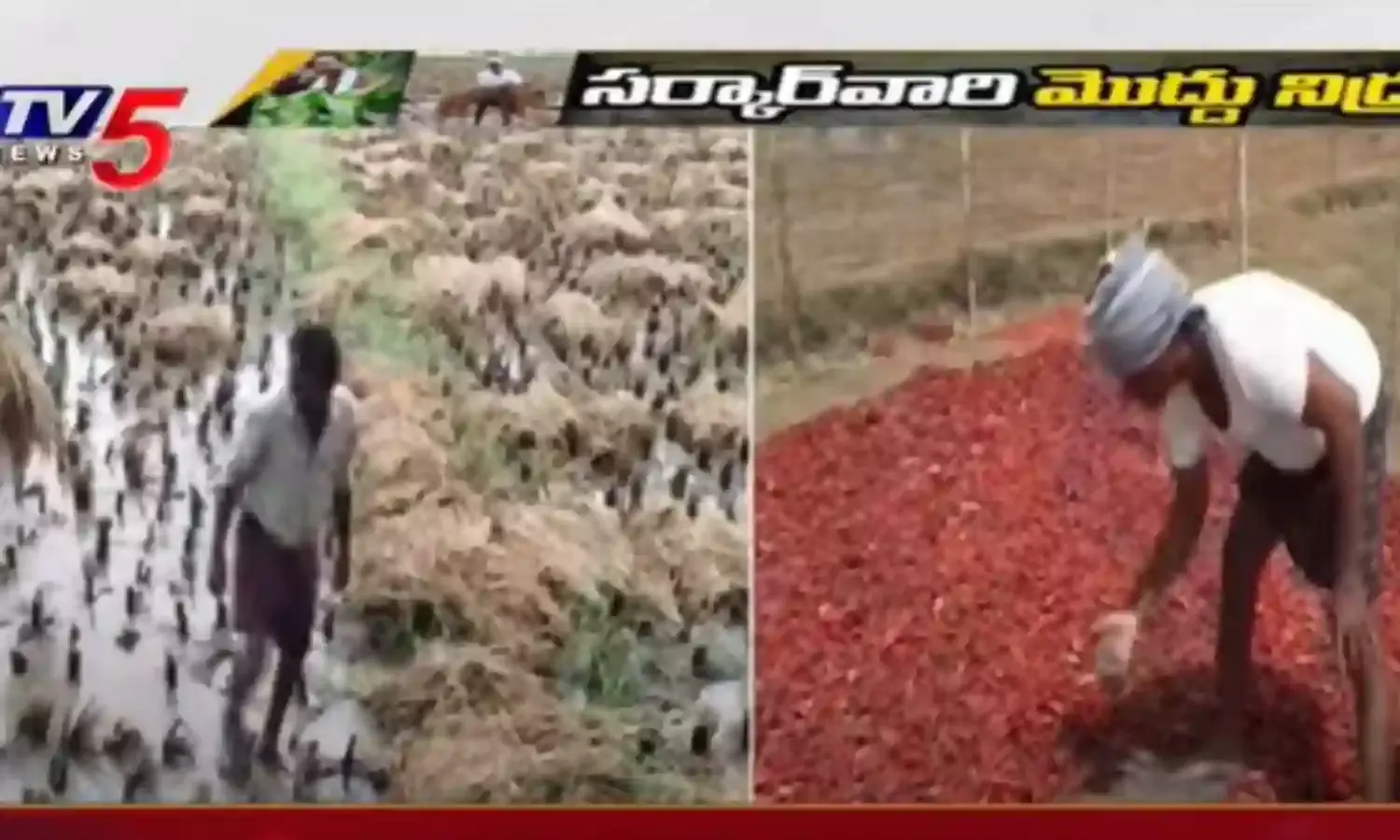 AP : ఏపీలో రైతుల కష్టాలు.. ఎక్కడ చూసినా నీళ్లలో నానుతున్న ధాన్యం AP : ఏపీలో రైతుల కష్టాలు.. ఎక్కడ చూసినా నీళ్లలో నానుతున్న ధాన్యం