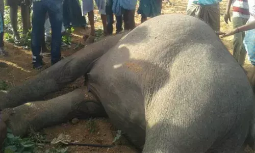 విద్యుత్ షాక్తో నాలుగు ఏనుగులు మృతి విద్యుత్ షాక్తో నాలుగు ఏనుగులు మృతి