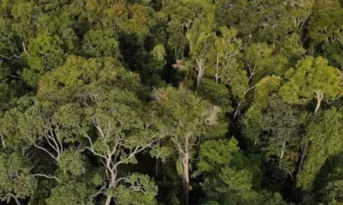 కొలంబియాలో వింత ఘటన