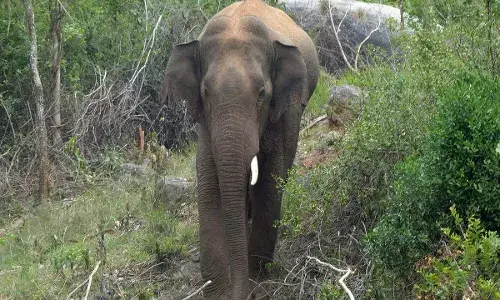 AP : కుప్పంలో ఏనుగుల బీభత్సం