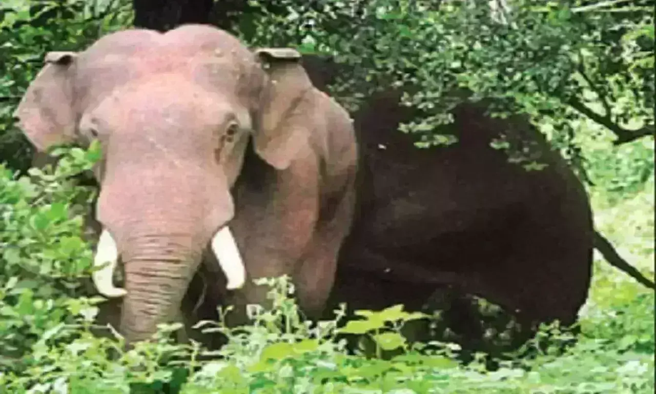 అటవీ శాఖ అదుపులో మదపుటేనుగులు