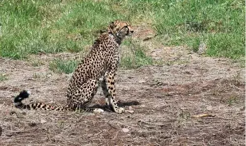 నేషనల్‌ పార్కులో నిత్యం చీతాల మరణాలు