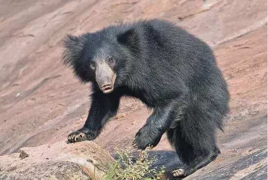 ఎలుగుబంటి కలకలం