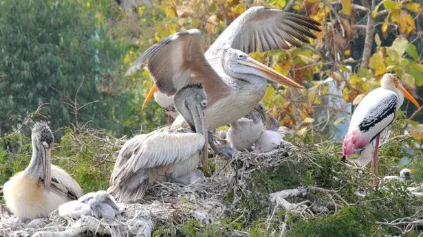 చిల‌మ‌త్తూరులో సైబీరియా ప‌క్షుల మృతి