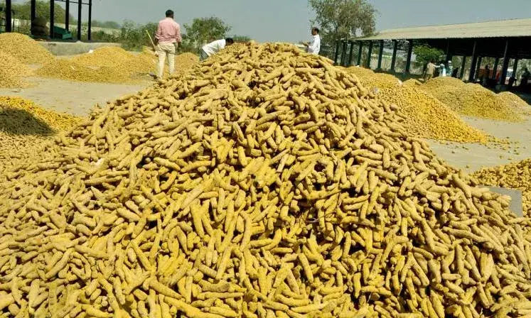 ఏపీలో అల్లాడుతున్న పసుపు రైతులు ఏపీలో అల్లాడుతున్న పసుపు రైతులు