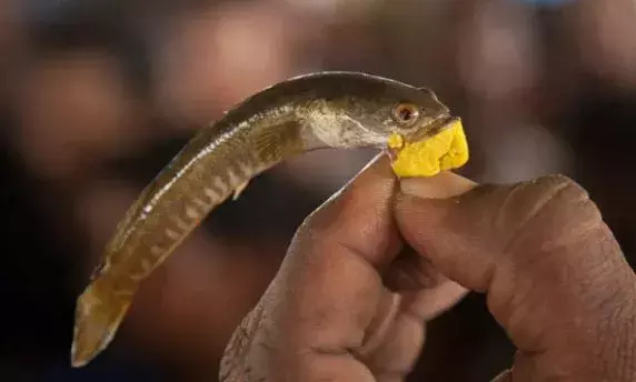 ప్రారంభమైన చేప ప్రసాదం పంపిణీ