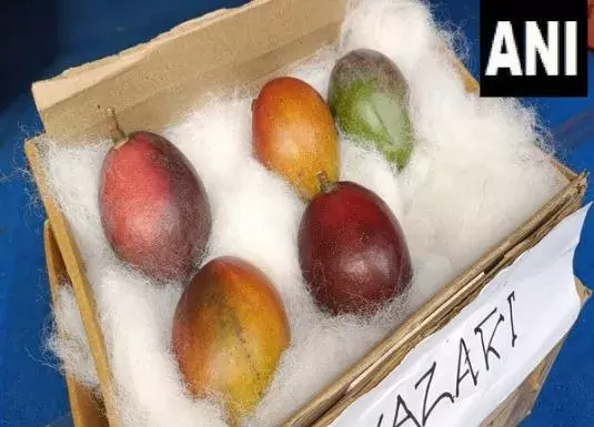 ధర పిరం.. రూ.2లక్షలకు కిలో మ్యాంగో ధర పిరం.. రూ.2లక్షలకు కిలో మ్యాంగో