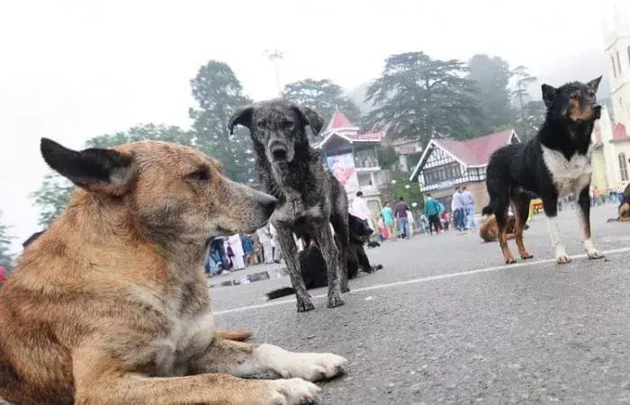 మాజీ మేయర్ చెప్పు ఎత్తుకెళ్లిన కుక్క