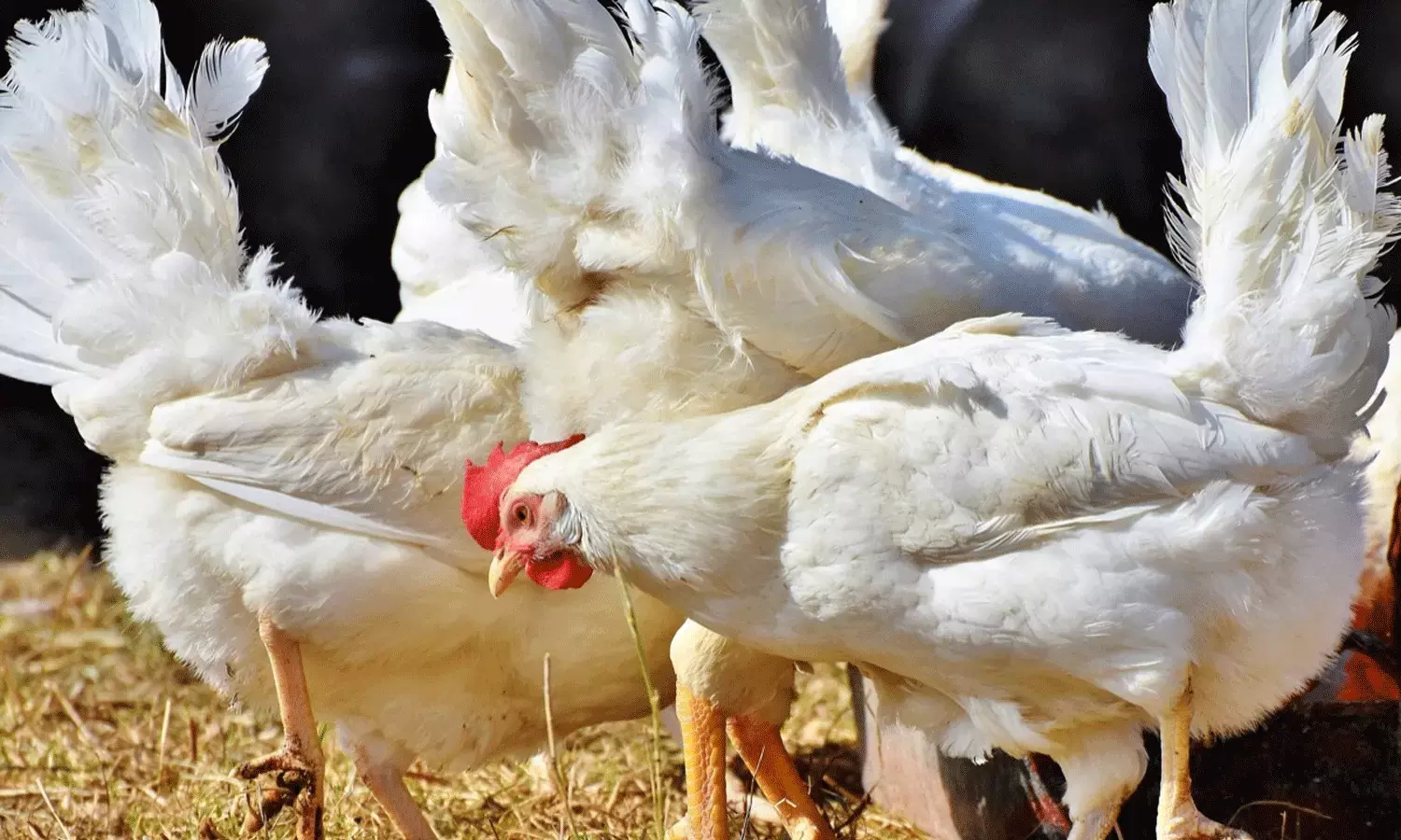 పౌల్ట్రీ రంగానికి సమ్మర్ ఎఫెక్ట్.. పెరిగిన చికెన్ ధరలు పౌల్ట్రీ రంగానికి సమ్మర్ ఎఫెక్ట్.. పెరిగిన చికెన్ ధరలు