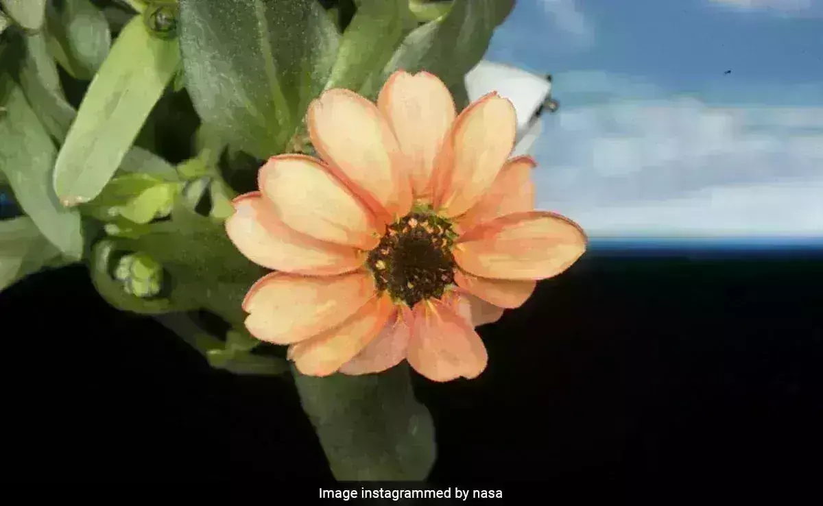 వికసించిన అంతరిక్ష కుసుమం