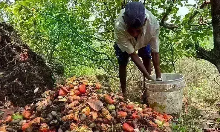 ఆందోళన బాట పట్టిన జీడిమామిడి రైతులు ఆందోళన బాట పట్టిన జీడిమామిడి రైతులు