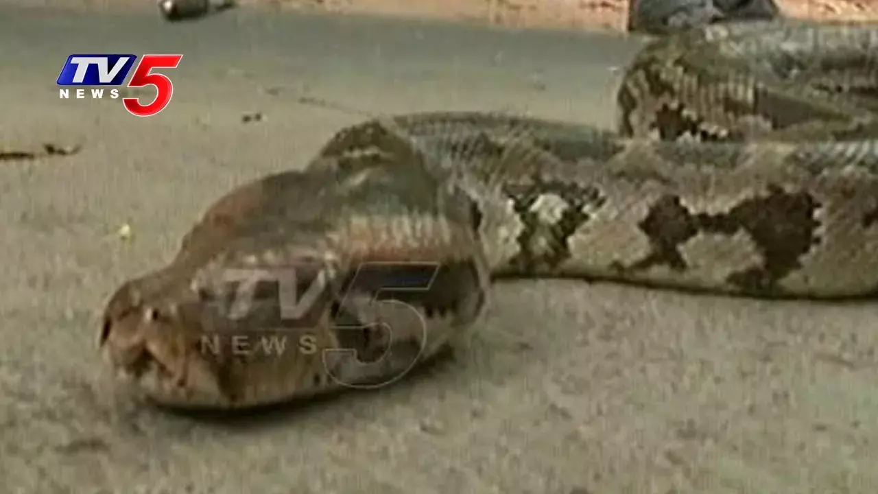 కొండ చిలువ హల్చల్... కొండ చిలువ హల్చల్...