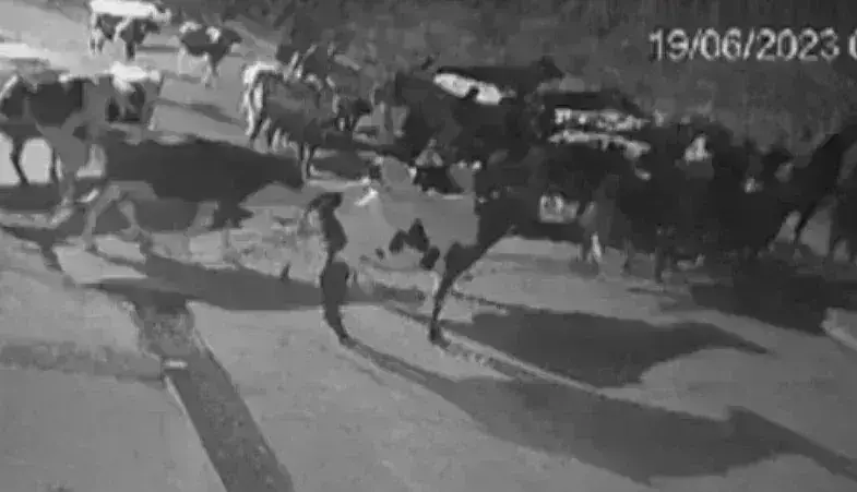 పులిని బెదరగొట్టిన ఆవుల మంద