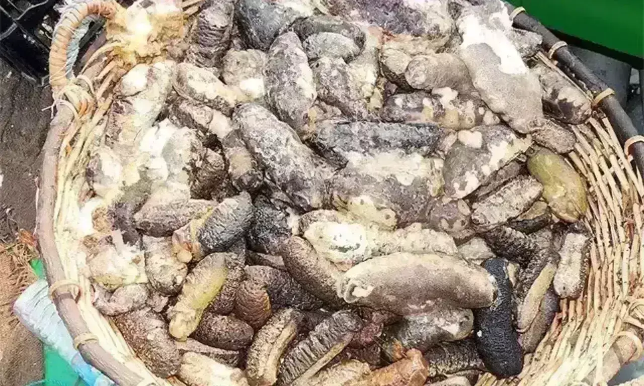రూ.5 కోట్లు విలువజేసే నిషేధిత సముద్ర దోస(Sea Cucumber) సీజ్! రూ.5 కోట్లు విలువజేసే నిషేధిత సముద్ర దోస(Sea Cucumber) సీజ్!