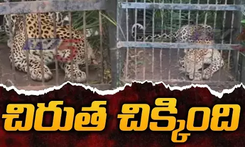 Tirumala Leopard Attack: తిరుమలలో బాలుడిపై దాడి... చిక్కిన చిరుత Tirumala Leopard Attack: తిరుమలలో బాలుడిపై దాడి... చిక్కిన చిరుత