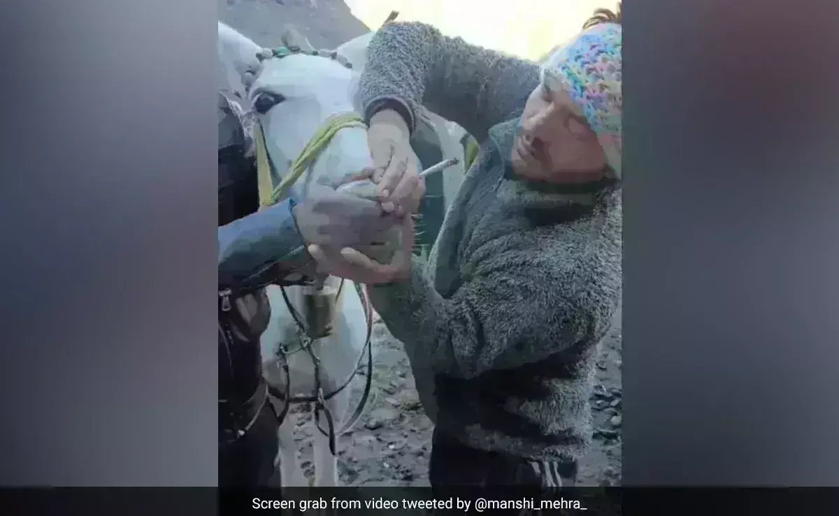 గుర్రానికి గంజాయి తాగించిన యజమాని