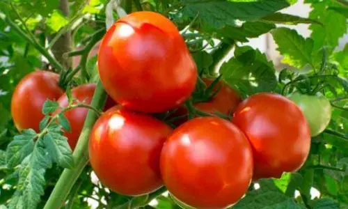 Chittur: అమాంతంగా పెరిగిన టమాటా రేటు