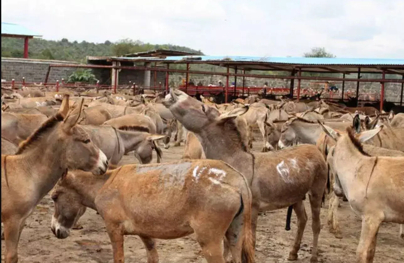 China -Pak: చైనాకు పాకిస్థాన్‌ గాడిద చర్మాలు