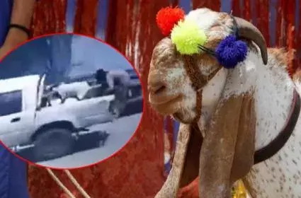 Pakistan :  బక్రీద్ వేళ పాకిస్తాన్ లో గొర్రెలు, మేకల దొంగతనాలు