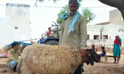రూ. కోటి ధర పలికిన గొర్రె.. అమ్మను పొమ్మన్న యజమాని రూ. కోటి ధర పలికిన గొర్రె.. అమ్మను పొమ్మన్న యజమాని