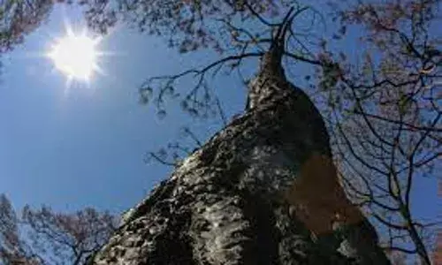 MEXICO: మెక్సికోలో 50 డిగ్రీల ఉష్ణోగ్రత.. 100మందికిపైగా మృతి MEXICO: మెక్సికోలో 50 డిగ్రీల ఉష్ణోగ్రత.. 100మందికిపైగా మృతి