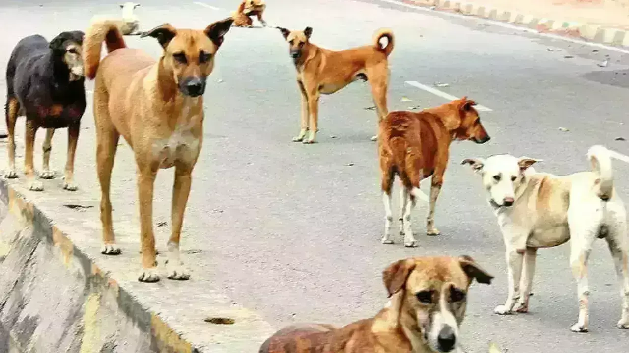 Rich Dogs: కోటేశ్వరులైన కుక్క గారు Rich Dogs: కోటేశ్వరులైన కుక్క గారు