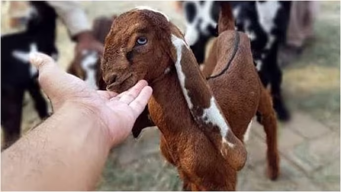 Viral : నర బలి కోరిన మేక Viral : నర బలి కోరిన మేక