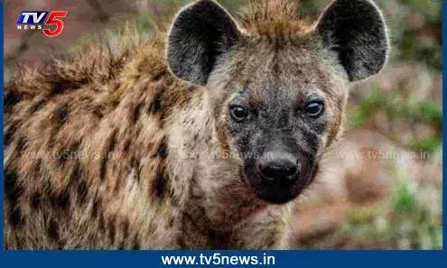 Karimnagr: రైతుల్ని భయపెడుతున్న హైనాలు