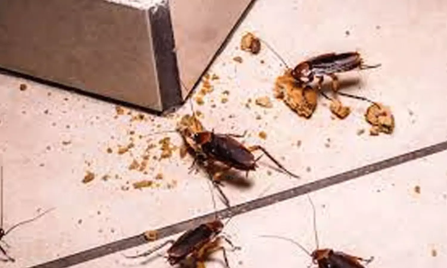 వంటింట్లో ఈగలు, బొద్దింకలు.. సహజ నివారణలతో చెక్..