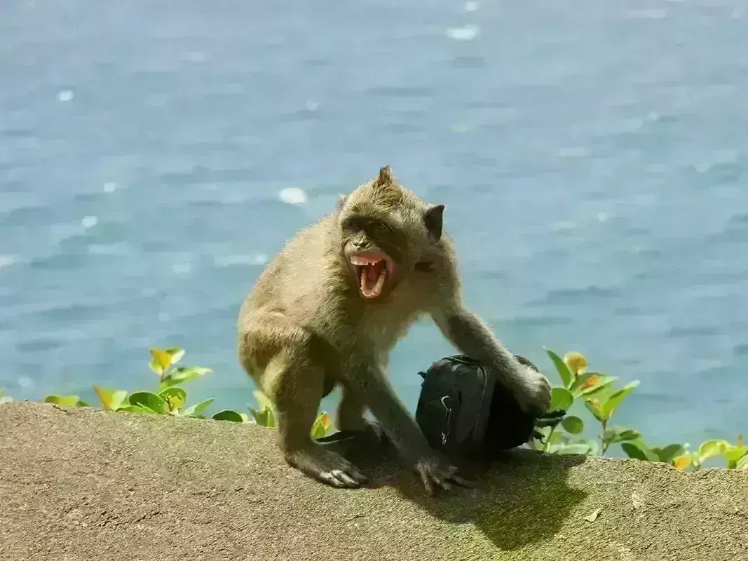 Monkey snatching :దొంగ కోతి..  రూ. లక్ష ఎత్తుకుపోయింది