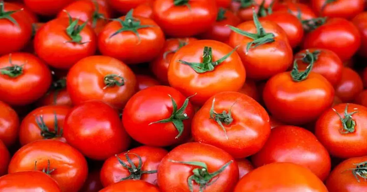 Tomato Price: తెలివైన దొంగలు టమాటాలు దోచేశారు