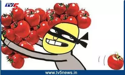Tomato: టమోటా పంట లూటీ..