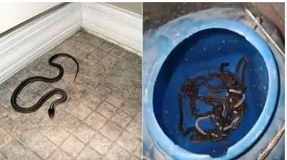 ఆ ఇల్లే... పాముల పుట్ట ఆ ఇల్లే... పాముల పుట్ట