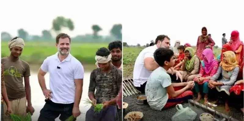 Rahul Gandhi: రాహుల్‌గాంధీ పొలం బాట...