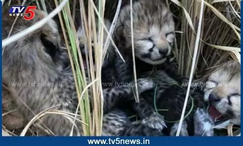 Kuno national park: ఆగని చీతాల మరణం..మరో రెండు కూనల మృతి Kuno national park: ఆగని చీతాల మరణం..మరో రెండు కూనల మృతి