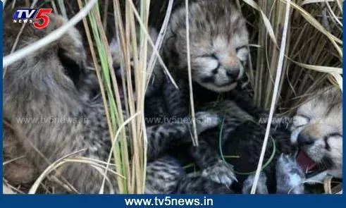 Kuno national park: ఆగని చీతాల మరణం..మరో రెండు కూనల మృతి