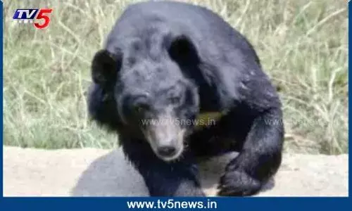 Srikakulam: బంధీ అయిన భల్లూకం.. Srikakulam: బంధీ అయిన భల్లూకం..