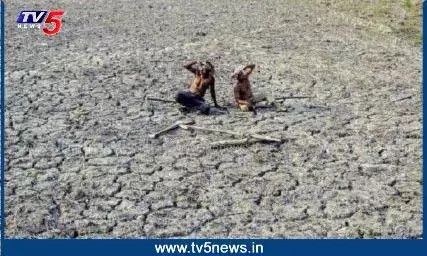 Rayalaseema: నీటి జాడ లేక వెలవెలబోతున్న రాయలసీమ Rayalaseema: నీటి జాడ లేక వెలవెలబోతున్న రాయలసీమ