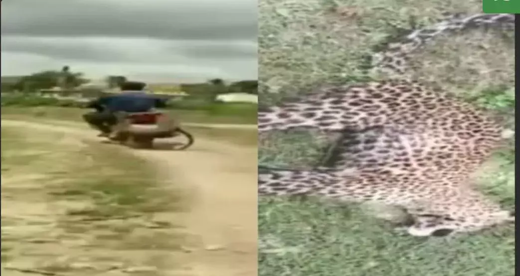 TIGER FIGHT: వీడు మగాడ్రా బుజ్జి... చిరుతనే బంధించాడు TIGER FIGHT: వీడు మగాడ్రా బుజ్జి... చిరుతనే బంధించాడు